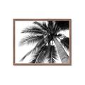 Picture of Black Palm  _GroupedProduct_Rectangle_Landscape_Photography _GroupedProduct_Rectangle_Landscape_Framed_Matted_