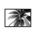 Picture of Black Palm  _GroupedProduct_Rectangle_Landscape_Photography _GroupedProduct_Rectangle_Landscape_Framed_Matted_