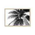 Picture of Black Palm  _GroupedProduct_Rectangle_Landscape_Photography _GroupedProduct_Rectangle_Landscape_Framed_Matted_