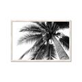 Picture of Black Palm  _GroupedProduct_Rectangle_Landscape_Photography _GroupedProduct_Rectangle_Landscape_Framed_Matted_