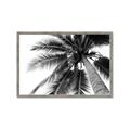 Picture of Black Palm  _GroupedProduct_Rectangle_Landscape_Photography _GroupedProduct_Rectangle_Landscape_Framed_Matted_