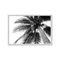 Picture of Black Palm  _GroupedProduct_Rectangle_Landscape_Photography _GroupedProduct_Rectangle_Landscape_Framed_Matted_