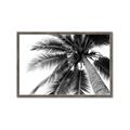Picture of Black Palm  _GroupedProduct_Rectangle_Landscape_Photography _GroupedProduct_Rectangle_Landscape_Framed_Matted_