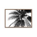 Picture of Black Palm  _GroupedProduct_Rectangle_Landscape_Photography _GroupedProduct_Rectangle_Landscape_Framed_Matted_