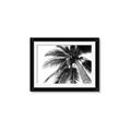 Picture of Black Palm  _GroupedProduct_Rectangle_Landscape_Photography _GroupedProduct_Rectangle_Landscape_Framed_Matted_