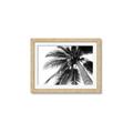 Picture of Black Palm  _GroupedProduct_Rectangle_Landscape_Photography _GroupedProduct_Rectangle_Landscape_Framed_Matted_