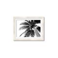 Picture of Black Palm  _GroupedProduct_Rectangle_Landscape_Photography _GroupedProduct_Rectangle_Landscape_Framed_Matted_
