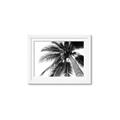 Picture of Black Palm  _GroupedProduct_Rectangle_Landscape_Photography _GroupedProduct_Rectangle_Landscape_Framed_Matted_