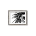 Picture of Black Palm  _GroupedProduct_Rectangle_Landscape_Photography _GroupedProduct_Rectangle_Landscape_Framed_Matted_