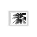 Picture of Black Palm  _GroupedProduct_Rectangle_Landscape_Photography _GroupedProduct_Rectangle_Landscape_Framed_Matted_