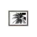 Picture of Black Palm  _GroupedProduct_Rectangle_Landscape_Photography _GroupedProduct_Rectangle_Landscape_Framed_Matted_