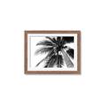 Picture of Black Palm  _GroupedProduct_Rectangle_Landscape_Photography _GroupedProduct_Rectangle_Landscape_Framed_Matted_