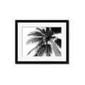 Picture of Black Palm  _GroupedProduct_Rectangle_Landscape_Photography _GroupedProduct_Rectangle_Landscape_Framed_Matted_