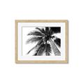 Picture of Black Palm  _GroupedProduct_Rectangle_Landscape_Photography _GroupedProduct_Rectangle_Landscape_Framed_Matted_