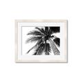 Picture of Black Palm  _GroupedProduct_Rectangle_Landscape_Photography _GroupedProduct_Rectangle_Landscape_Framed_Matted_
