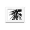 Picture of Black Palm  _GroupedProduct_Rectangle_Landscape_Photography _GroupedProduct_Rectangle_Landscape_Framed_Matted_