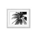 Picture of Black Palm  _GroupedProduct_Rectangle_Landscape_Photography _GroupedProduct_Rectangle_Landscape_Framed_Matted_