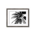 Picture of Black Palm  _GroupedProduct_Rectangle_Landscape_Photography _GroupedProduct_Rectangle_Landscape_Framed_Matted_
