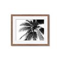 Picture of Black Palm  _GroupedProduct_Rectangle_Landscape_Photography _GroupedProduct_Rectangle_Landscape_Framed_Matted_