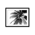 Picture of Black Palm  _GroupedProduct_Rectangle_Landscape_Photography _GroupedProduct_Rectangle_Landscape_Framed_Matted_