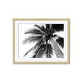 Picture of Black Palm  _GroupedProduct_Rectangle_Landscape_Photography _GroupedProduct_Rectangle_Landscape_Framed_Matted_