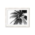 Picture of Black Palm  _GroupedProduct_Rectangle_Landscape_Photography _GroupedProduct_Rectangle_Landscape_Framed_Matted_