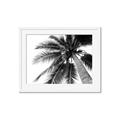 Picture of Black Palm  _GroupedProduct_Rectangle_Landscape_Photography _GroupedProduct_Rectangle_Landscape_Framed_Matted_