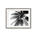 Picture of Black Palm  _GroupedProduct_Rectangle_Landscape_Photography _GroupedProduct_Rectangle_Landscape_Framed_Matted_