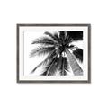 Picture of Black Palm  _GroupedProduct_Rectangle_Landscape_Photography _GroupedProduct_Rectangle_Landscape_Framed_Matted_