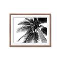 Picture of Black Palm  _GroupedProduct_Rectangle_Landscape_Photography _GroupedProduct_Rectangle_Landscape_Framed_Matted_