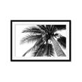 Picture of Black Palm  _GroupedProduct_Rectangle_Landscape_Photography _GroupedProduct_Rectangle_Landscape_Framed_Matted_