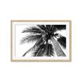 Picture of Black Palm  _GroupedProduct_Rectangle_Landscape_Photography _GroupedProduct_Rectangle_Landscape_Framed_Matted_