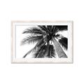 Picture of Black Palm  _GroupedProduct_Rectangle_Landscape_Photography _GroupedProduct_Rectangle_Landscape_Framed_Matted_