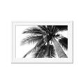 Picture of Black Palm  _GroupedProduct_Rectangle_Landscape_Photography _GroupedProduct_Rectangle_Landscape_Framed_Matted_