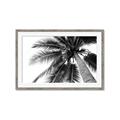 Picture of Black Palm  _GroupedProduct_Rectangle_Landscape_Photography _GroupedProduct_Rectangle_Landscape_Framed_Matted_