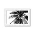 Picture of Black Palm  _GroupedProduct_Rectangle_Landscape_Photography _GroupedProduct_Rectangle_Landscape_Framed_Matted_