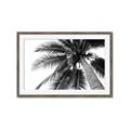 Picture of Black Palm  _GroupedProduct_Rectangle_Landscape_Photography _GroupedProduct_Rectangle_Landscape_Framed_Matted_
