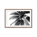 Picture of Black Palm  _GroupedProduct_Rectangle_Landscape_Photography _GroupedProduct_Rectangle_Landscape_Framed_Matted_