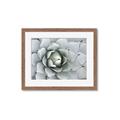 Picture of Landscaped flower Bed _GroupedProduct_Rectangle_Landscape_Photography _GroupedProduct_Rectangle_Landscape_Framed_Matted_