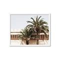 Picture of Wall with Palm Tree _GroupedProduct_Rectangle_Landscape_Photography _GroupedProduct_Rectangle_Landscape_Framed_Matted_