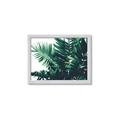 Picture of Fern Garden  _GroupedProduct_Rectangle_Landscape_Photography _GroupedProduct_Rectangle_Landscape_Framed_Matted_