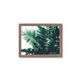 Picture of Fern Garden  _GroupedProduct_Rectangle_Landscape_Photography _GroupedProduct_Rectangle_Landscape_Framed_Matted_