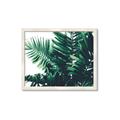 Picture of Fern Garden  _GroupedProduct_Rectangle_Landscape_Photography _GroupedProduct_Rectangle_Landscape_Framed_Matted_