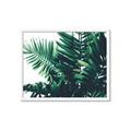 Picture of Fern Garden  _GroupedProduct_Rectangle_Landscape_Photography _GroupedProduct_Rectangle_Landscape_Framed_Matted_