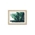 Picture of Fern Garden  _GroupedProduct_Rectangle_Landscape_Photography _GroupedProduct_Rectangle_Landscape_Framed_Matted_