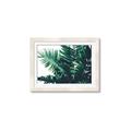 Picture of Fern Garden  _GroupedProduct_Rectangle_Landscape_Photography _GroupedProduct_Rectangle_Landscape_Framed_Matted_