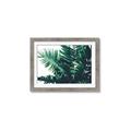 Picture of Fern Garden  _GroupedProduct_Rectangle_Landscape_Photography _GroupedProduct_Rectangle_Landscape_Framed_Matted_