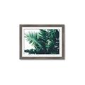 Picture of Fern Garden  _GroupedProduct_Rectangle_Landscape_Photography _GroupedProduct_Rectangle_Landscape_Framed_Matted_