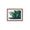 Picture of Fern Garden  _GroupedProduct_Rectangle_Landscape_Photography _GroupedProduct_Rectangle_Landscape_Framed_Matted_