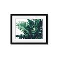 Picture of Fern Garden  _GroupedProduct_Rectangle_Landscape_Photography _GroupedProduct_Rectangle_Landscape_Framed_Matted_